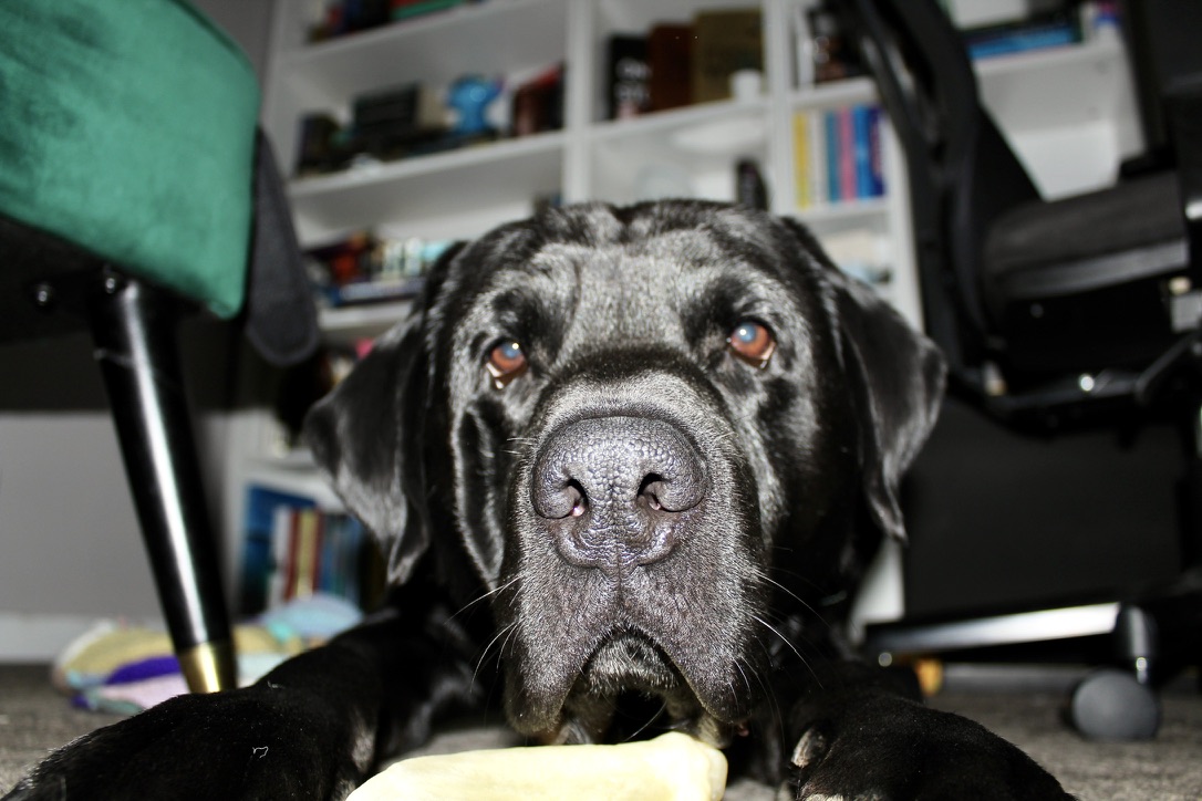 Welcome to PetKnow: Why We're Building the Pet Care App We Wished Existed