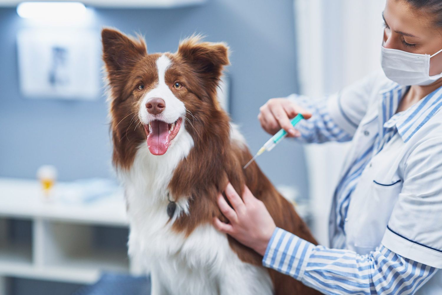 Dog Vaccination Schedule UK: A Complete Guide for Puppies and Adult Dogs
