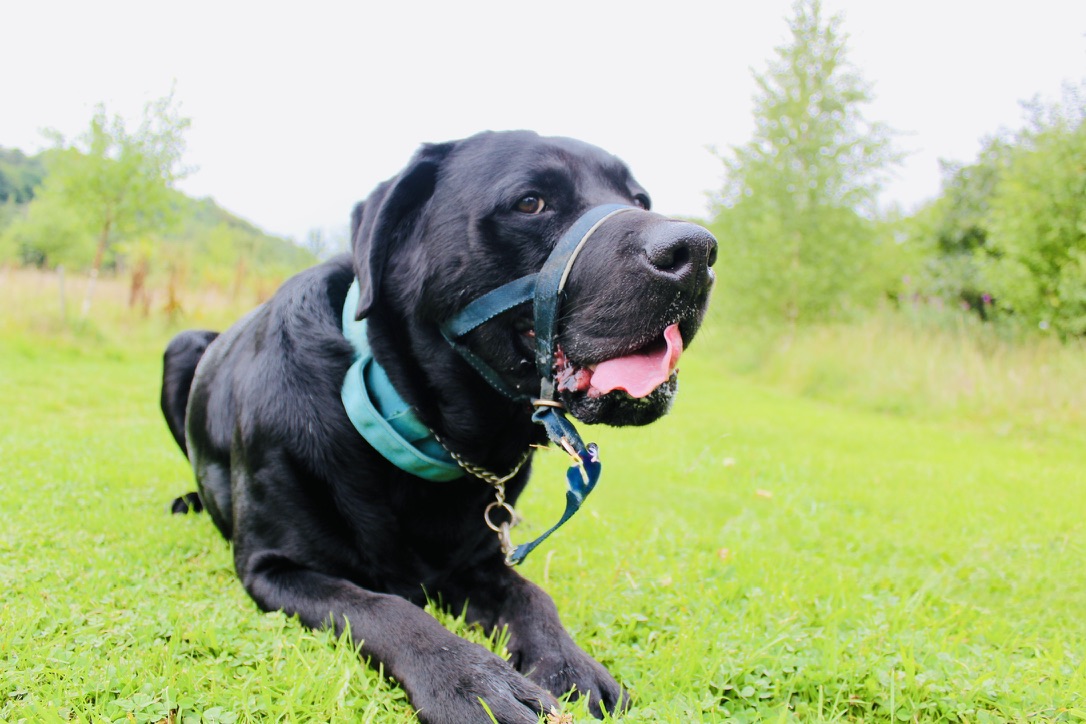Why We're Creating PetKnow: Making Pet Care Simpler for Every Owner